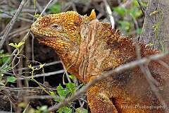 24: galapagos_23