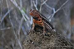 35: galapagos_34