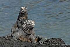 39: galapagos_38