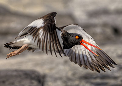 Oystercatcher Image